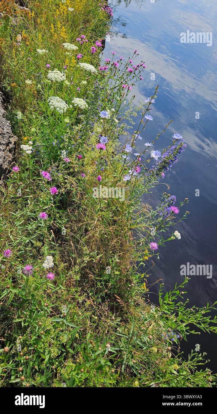 a variety of wildflowers in full bloom growing along the bank of a calm river - Smartphone Captured Stock Image
