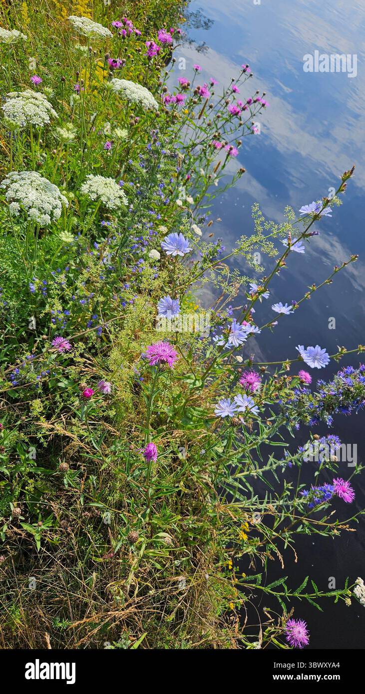 a variety of wildflowers in full bloom growing along the bank of a calm river - Smartphone Captured Stock Image