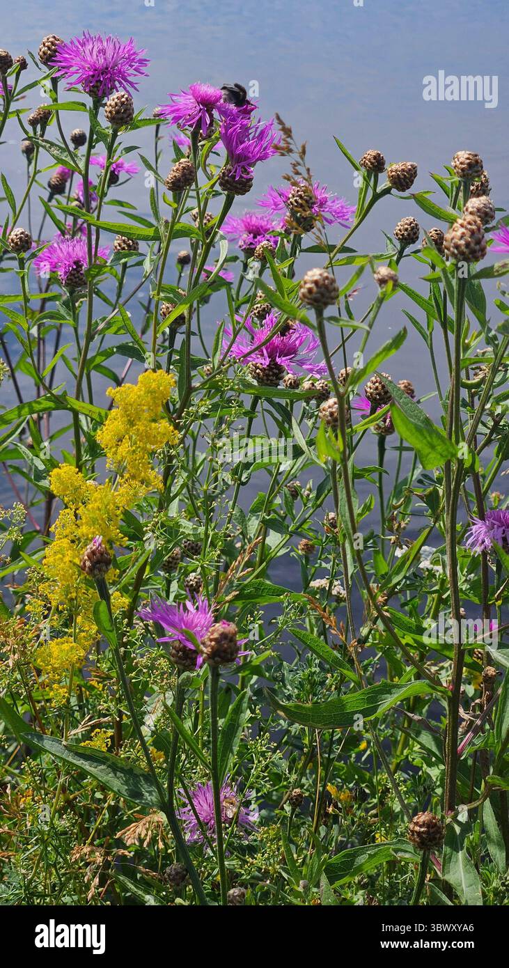 a variety of wildflowers in full bloom growing along the bank of a calm river - Smartphone Captured Stock Image