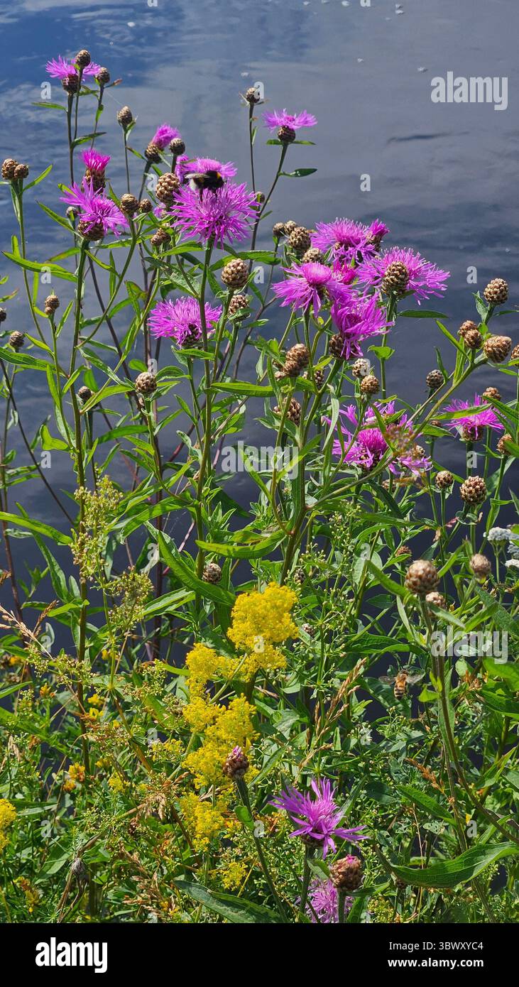 a variety of wildflowers in full bloom growing along the bank of a calm river - Smartphone Captured Stock Image