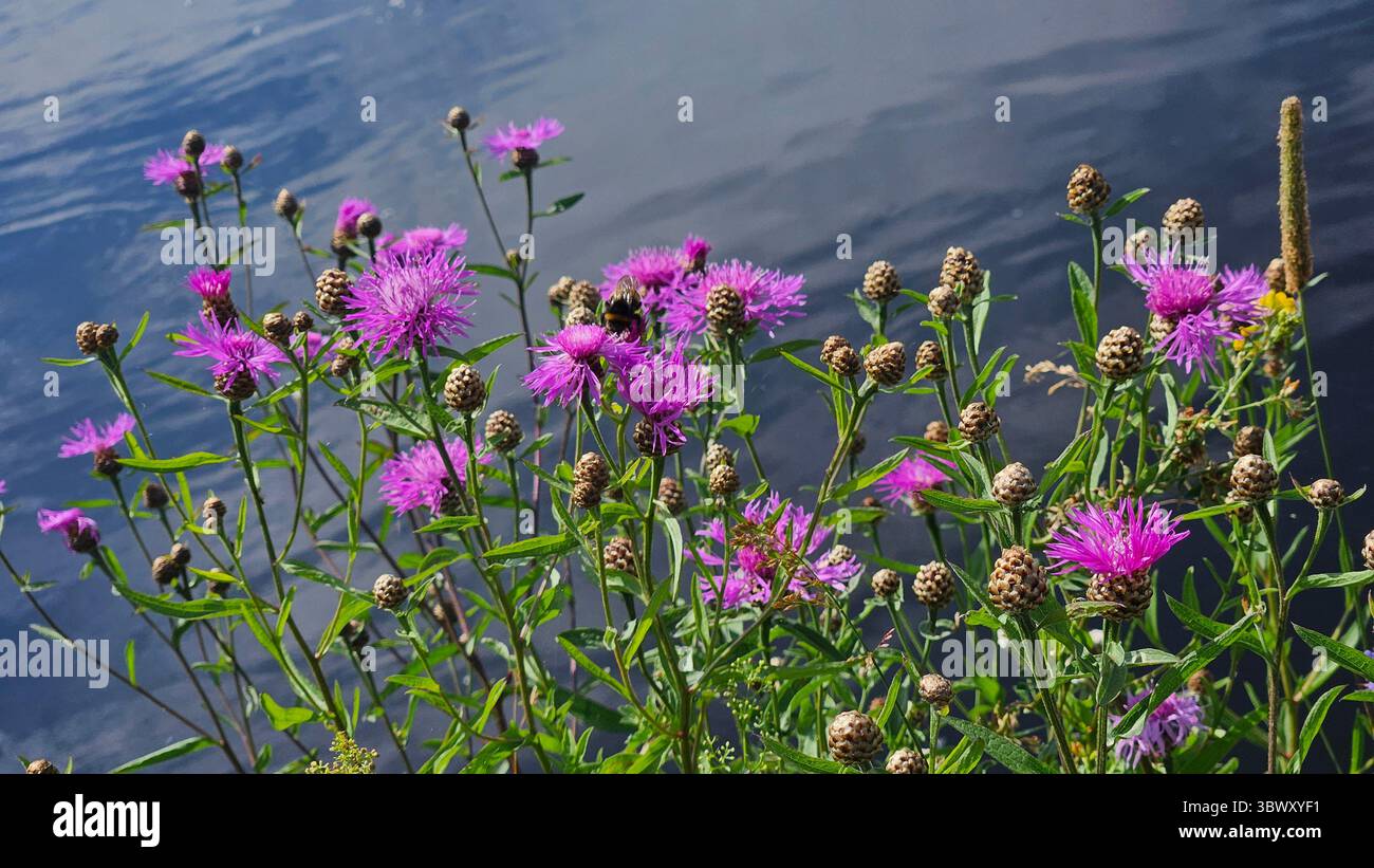 a variety of wildflowers in full bloom growing along the bank of a calm river - Smartphone Captured Stock Image