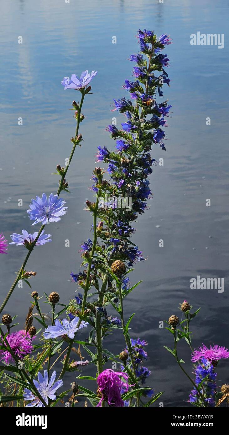 a variety of wildflowers in full bloom growing along the bank of a calm river - Smartphone Captured Stock Image