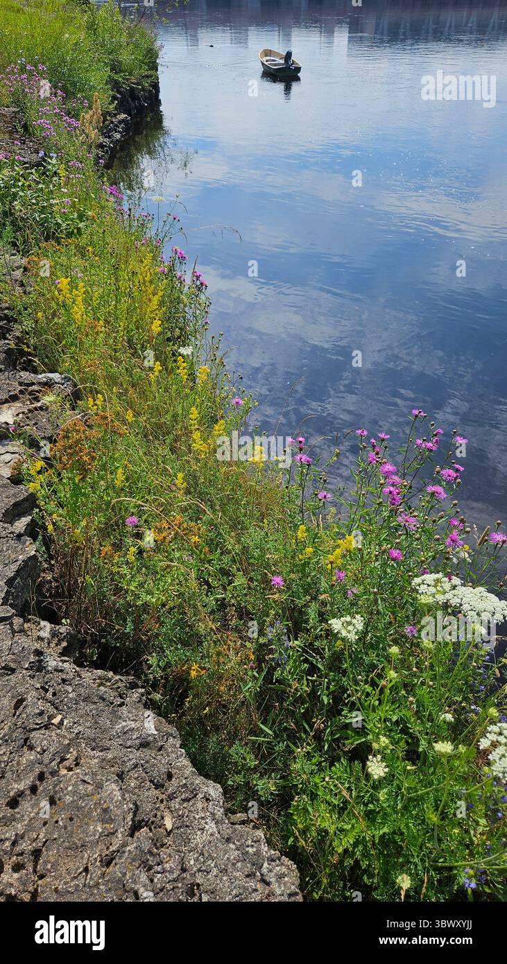Wildflowers by River with Boat in Background - Smartphone Captured Stock Image