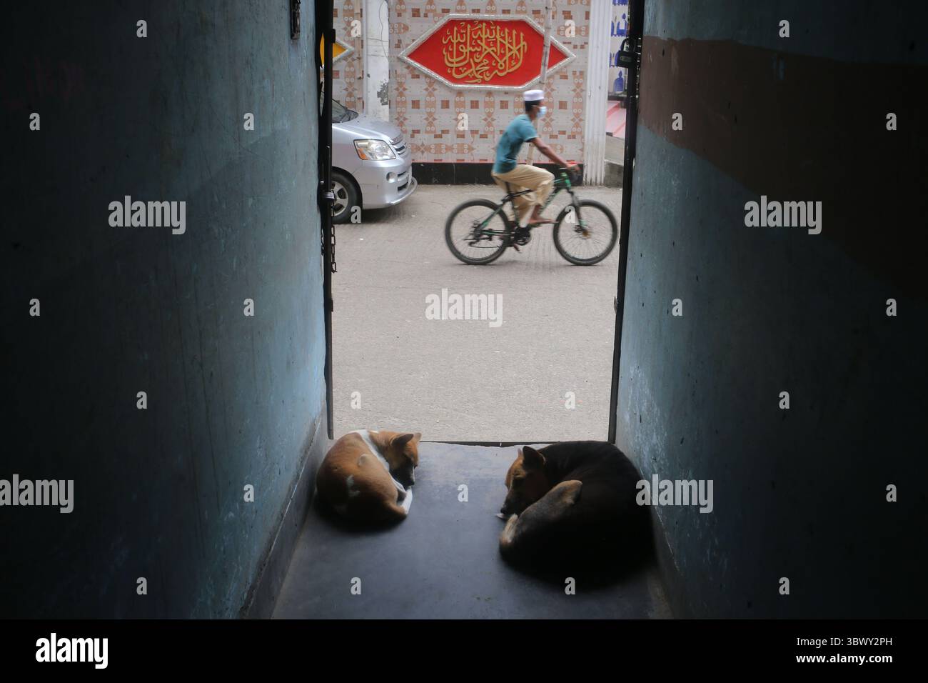 July 29, 2021, Dhaka, Bangladesh: Two dogs took shelter inside a house ...