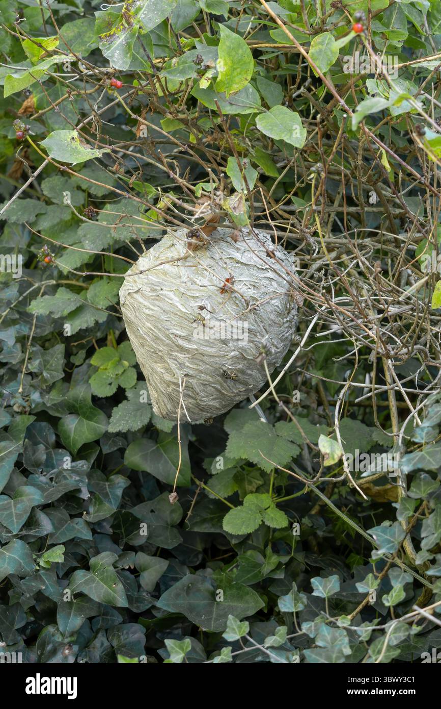 Wasp nest in hedgerow, uk. Stock Photo