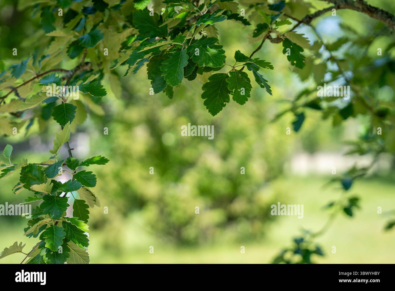 Swedish whitebeam twig (Scandosorbus intermedia), green background. Scandosorbus intermedia or, formerly, Sorbus intermedia branch on green background Stock Photo