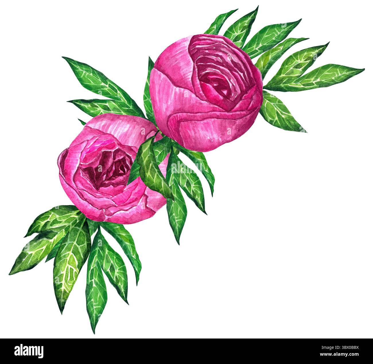 Watercolor peony bouquet illustration. Hand draw flowers illustration ...