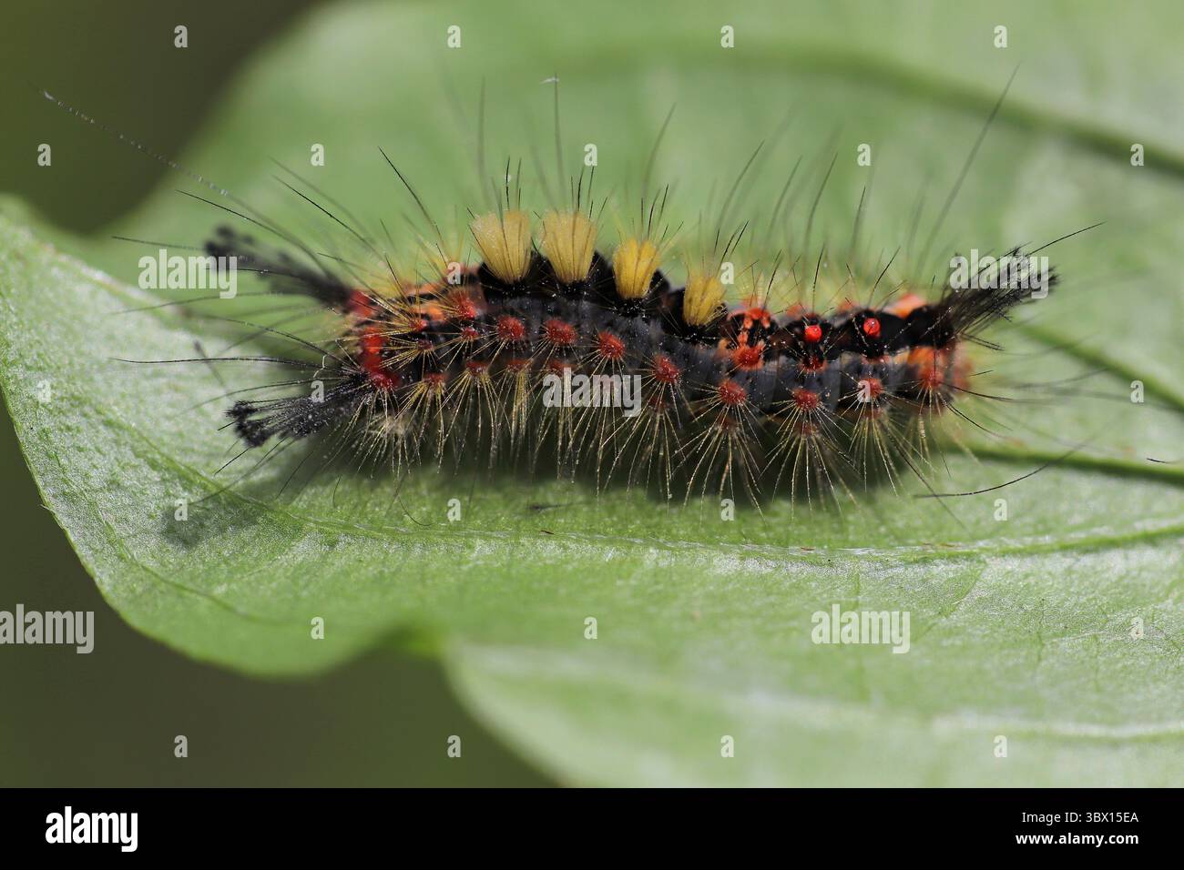 Caterpillar of the Rusty Tussock Moth a.k.a. Vapourer Orgyia antiqua Stock Photo
