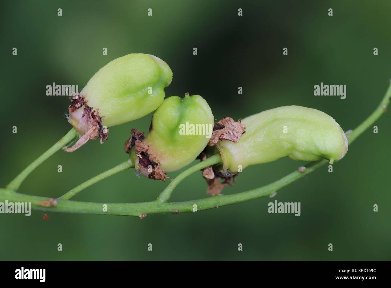 Sweet Cherry Prunus avium  - Pocket Plum Galls Stock Photo