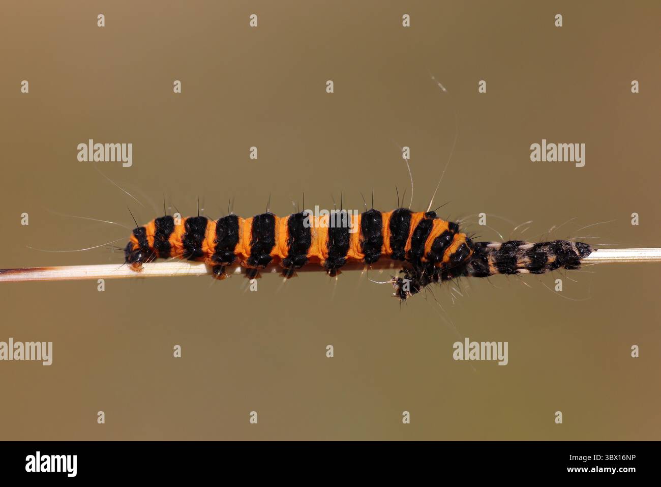 Cinnabar Moth caterpillar Tyria jacobaeae eating recently discarded exoskeleton to reabsorb its valuable protein and chitin Stock Photo