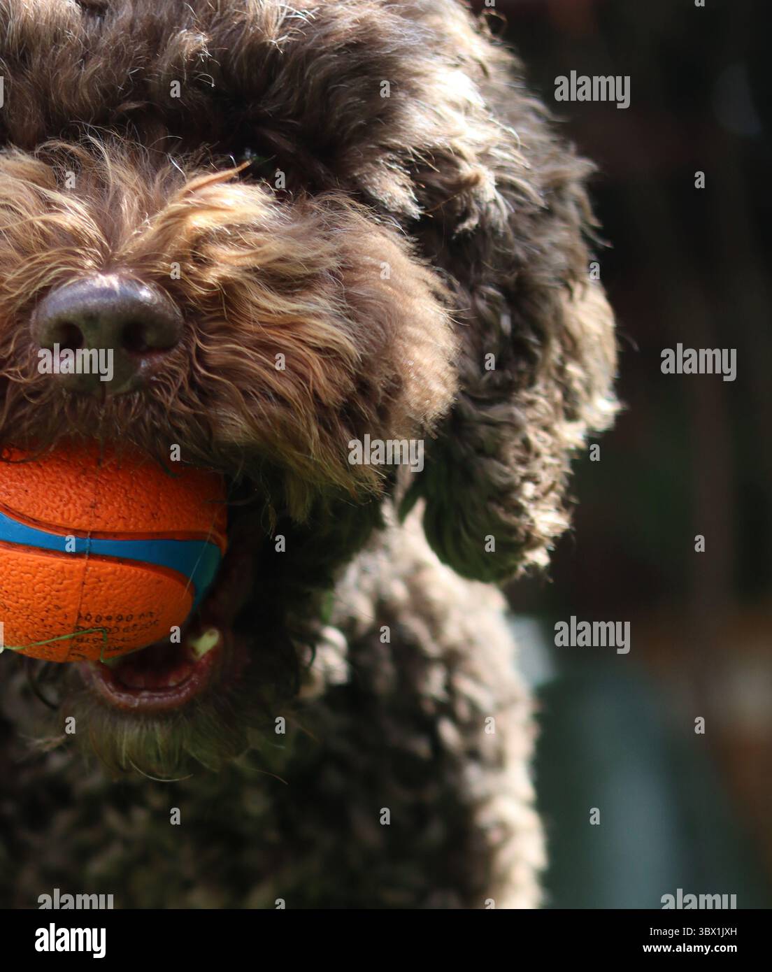 Cute Australian doodle close up portrait. Happy pet plays in the garden on sunny day Stock Photo