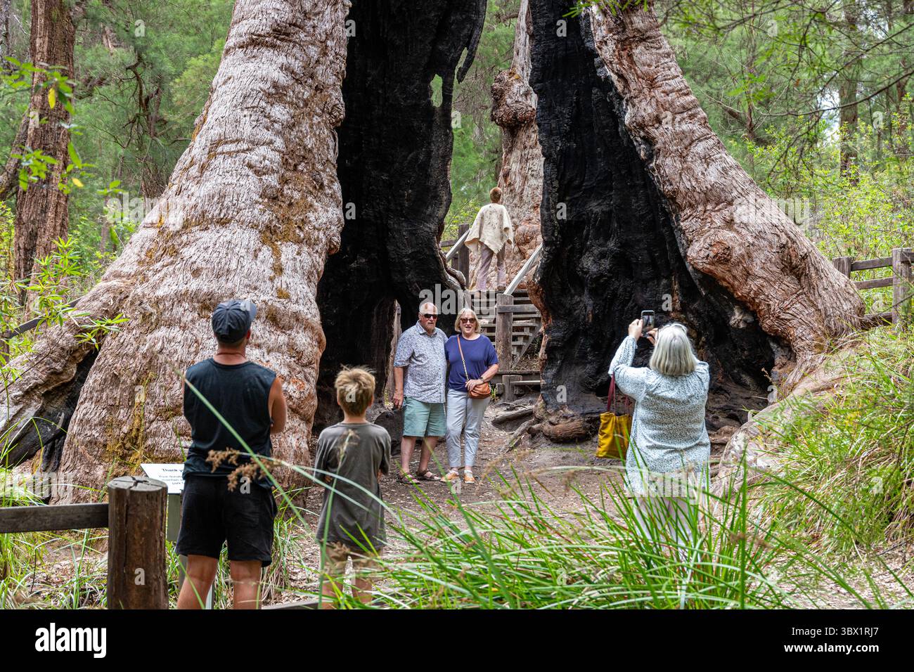 Tourists enjoying the Giant Tingle tree (Eucalyptus jacksonii) in the ...