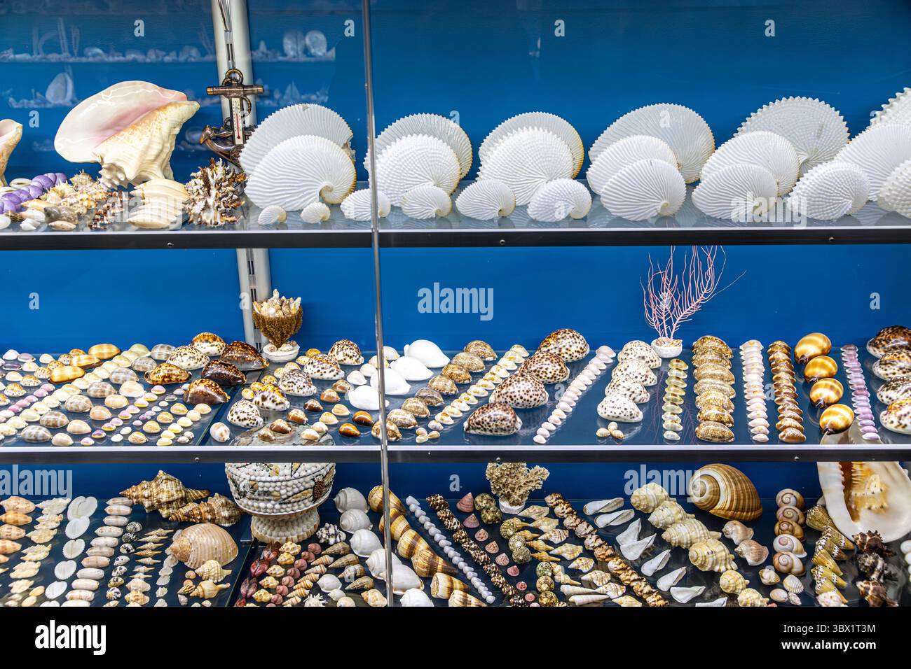 Collection of sea shells at Albany's Historic Whaling Station ...
