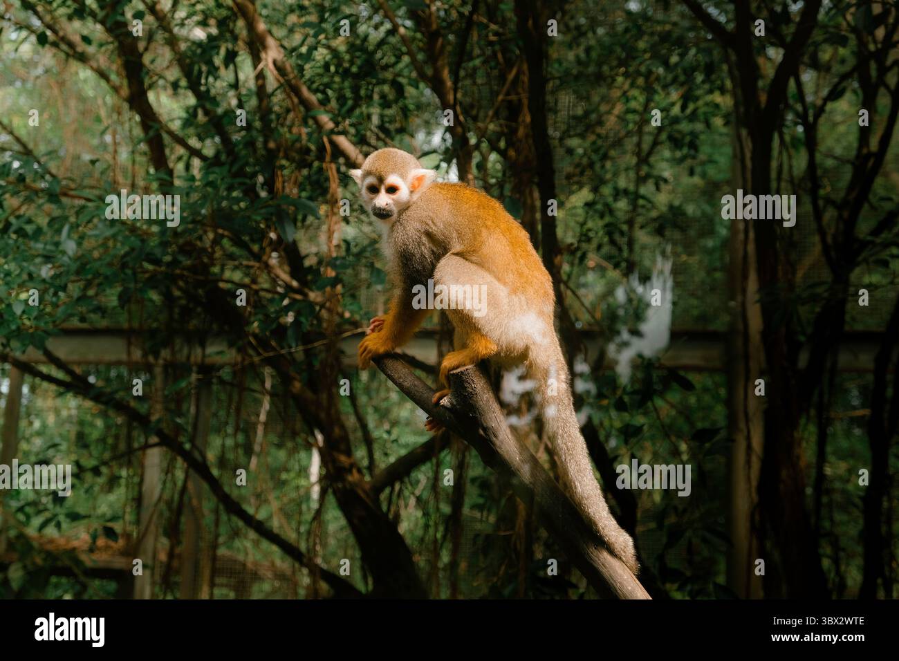 Squirrel monkey perched on a tree branch in a lush forest enclosure Stock Photo