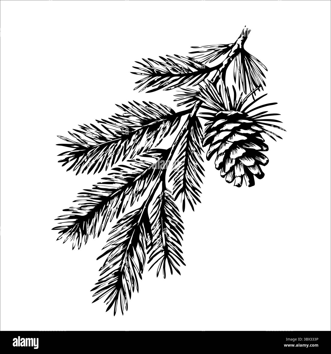 A detailed black and white illustration of a pine branch with a pine ...