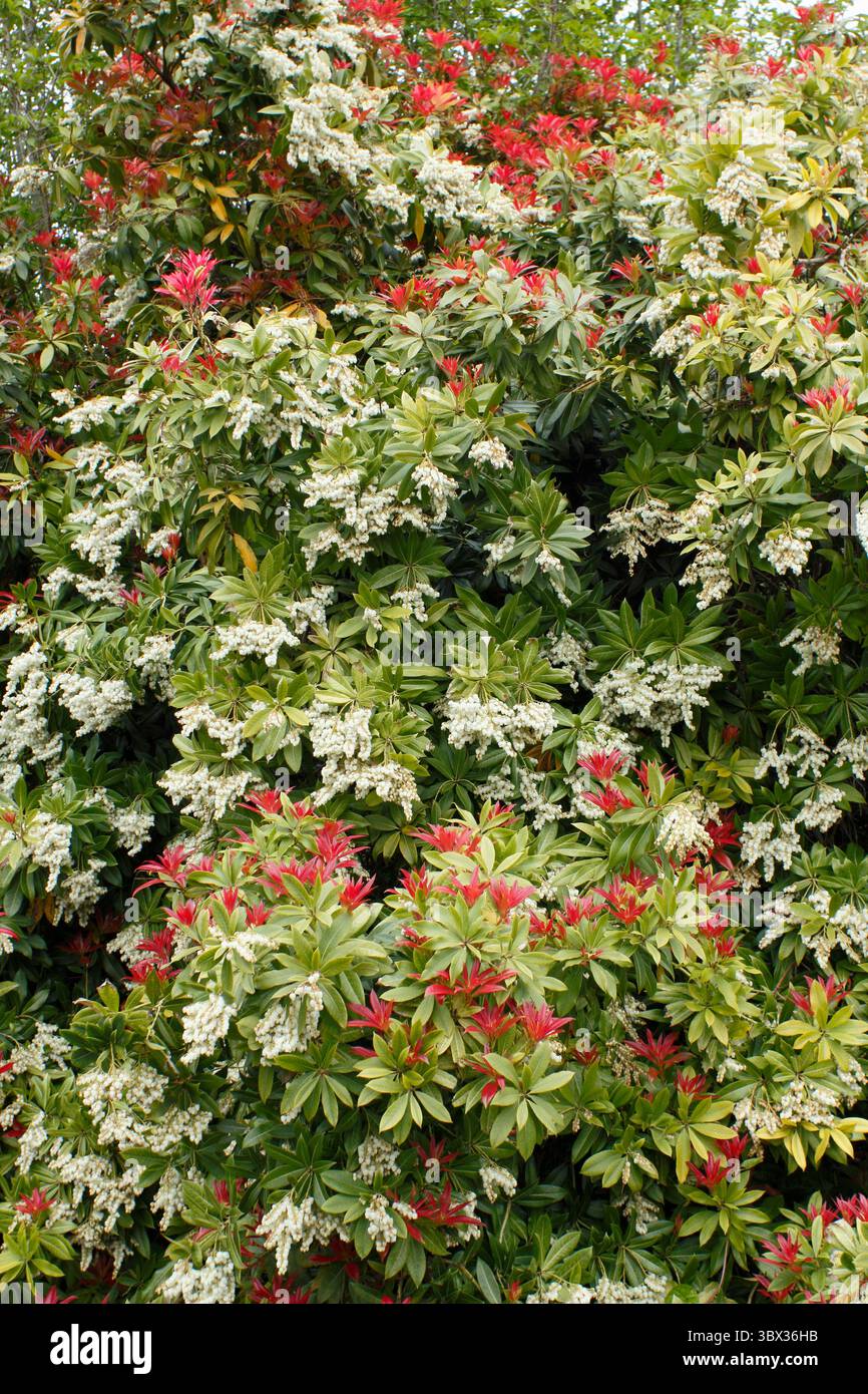 Pieris japonica Firecrest, an evergreen shrub, displaying ...