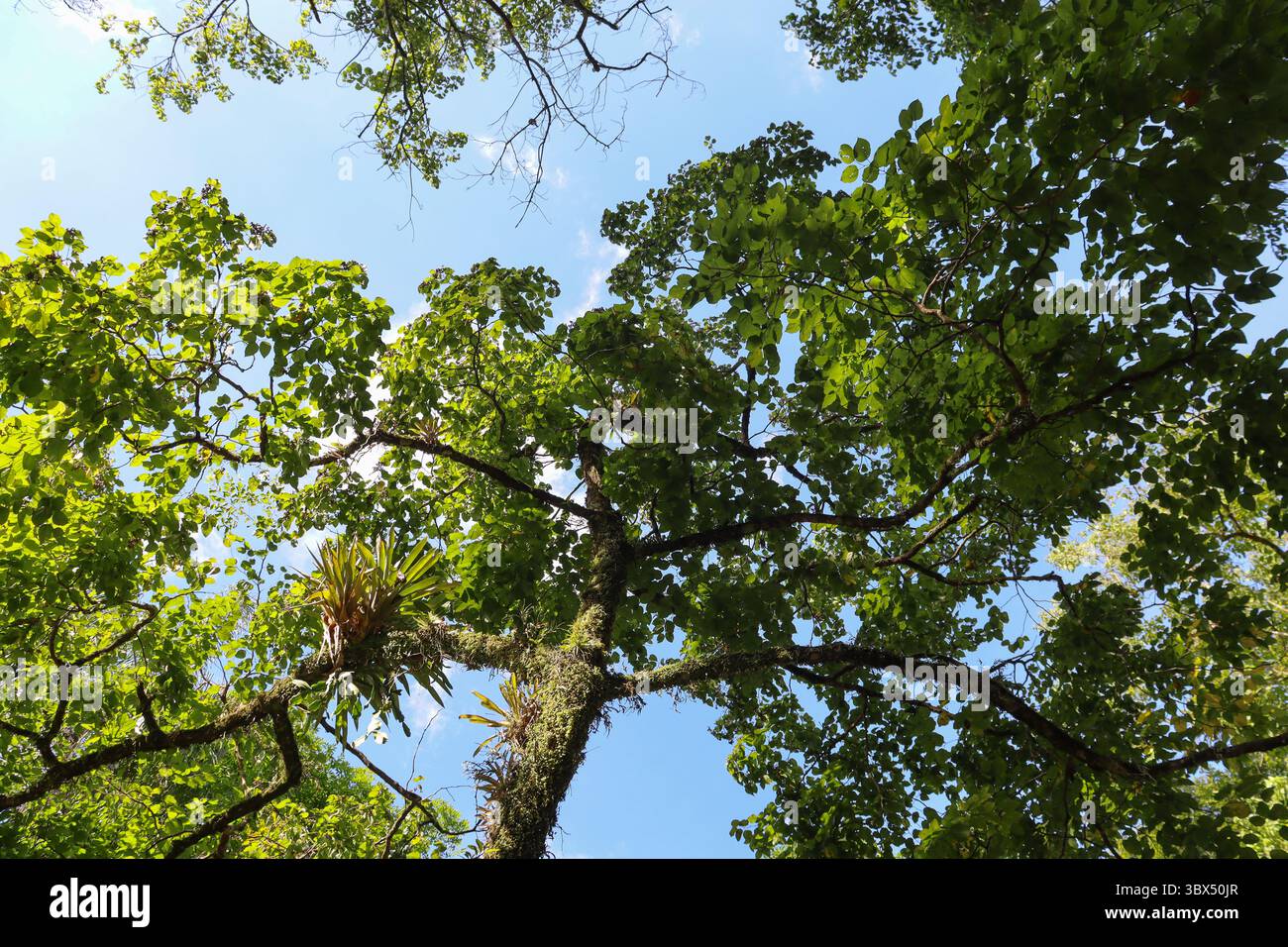 Ramo parte de uma planta hi-res stock photography and images - Alamy