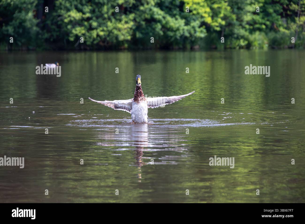 a Mallard (Anas platyrhonchos) rising out of the water flapping its wings Stock Photo
