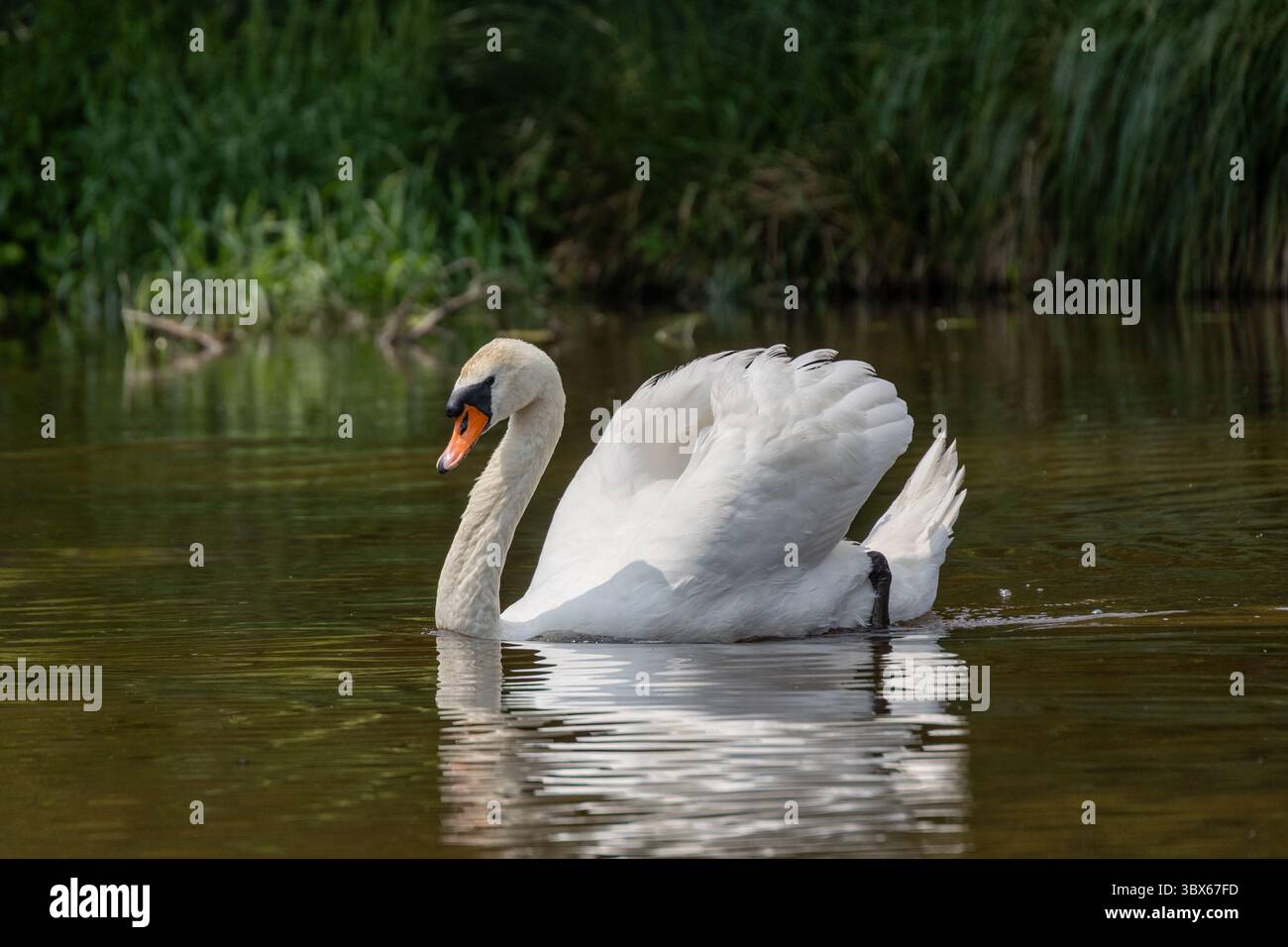 an adult Mute Swan (Cygnus olor) swimming with raised wings in shimmering water Stock Photo