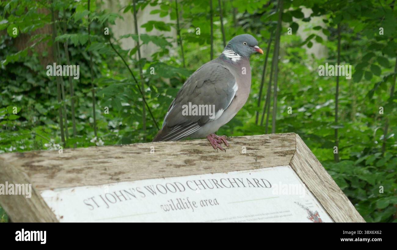 London, England, United Kingdom 27th May 2025 Pigeon in St. Johns Churchyard Wildlife Area on St. Johns Wood High Street in Camden Town on May 27, 2025 in London, England, United Kingdom. Photo by Barry King/Alamy Stock Photo Stock Photo