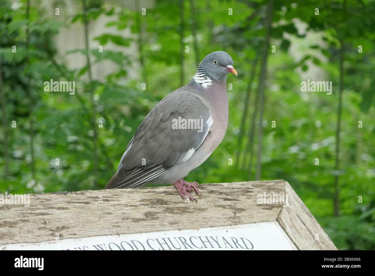 London, England, United Kingdom 27th May 2025 Pigeon in St. Johns Churchyard Wildlife Area on St. Johns Wood High Street in Camden Town on May 27, 2025 in London, England, United Kingdom. Photo by Barry King/Alamy Stock Photo Stock Photo