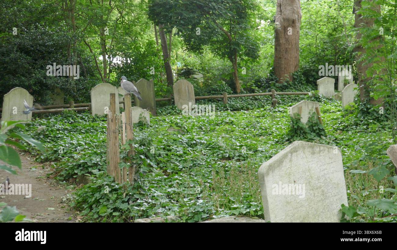London, England, United Kingdom 27th May 2025 Pigeon in St. Johns Churchyard Wildlife Area on St. Johns Wood High Street in Camden Town on May 27, 2025 in London, England, United Kingdom. Photo by Barry King/Alamy Stock Photo Stock Photo