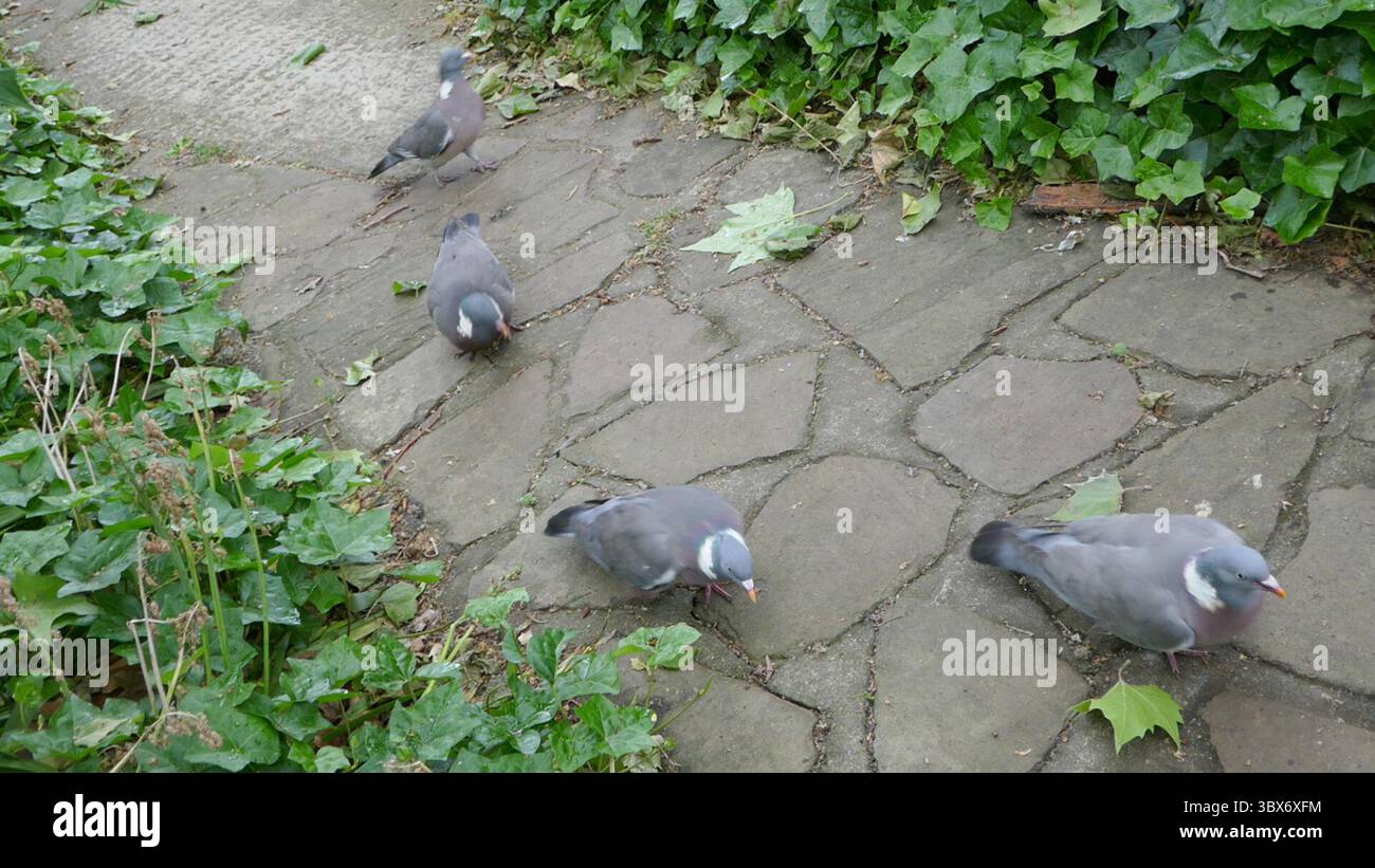London, England, United Kingdom 27th May 2025 Pigeons in St. Johns Churchyard Wildlife Area on St. Johns Wood High Street in Camden Town on May 27, 2025 in London, England, United Kingdom. Photo by Barry King/Alamy Stock Photo Stock Photo