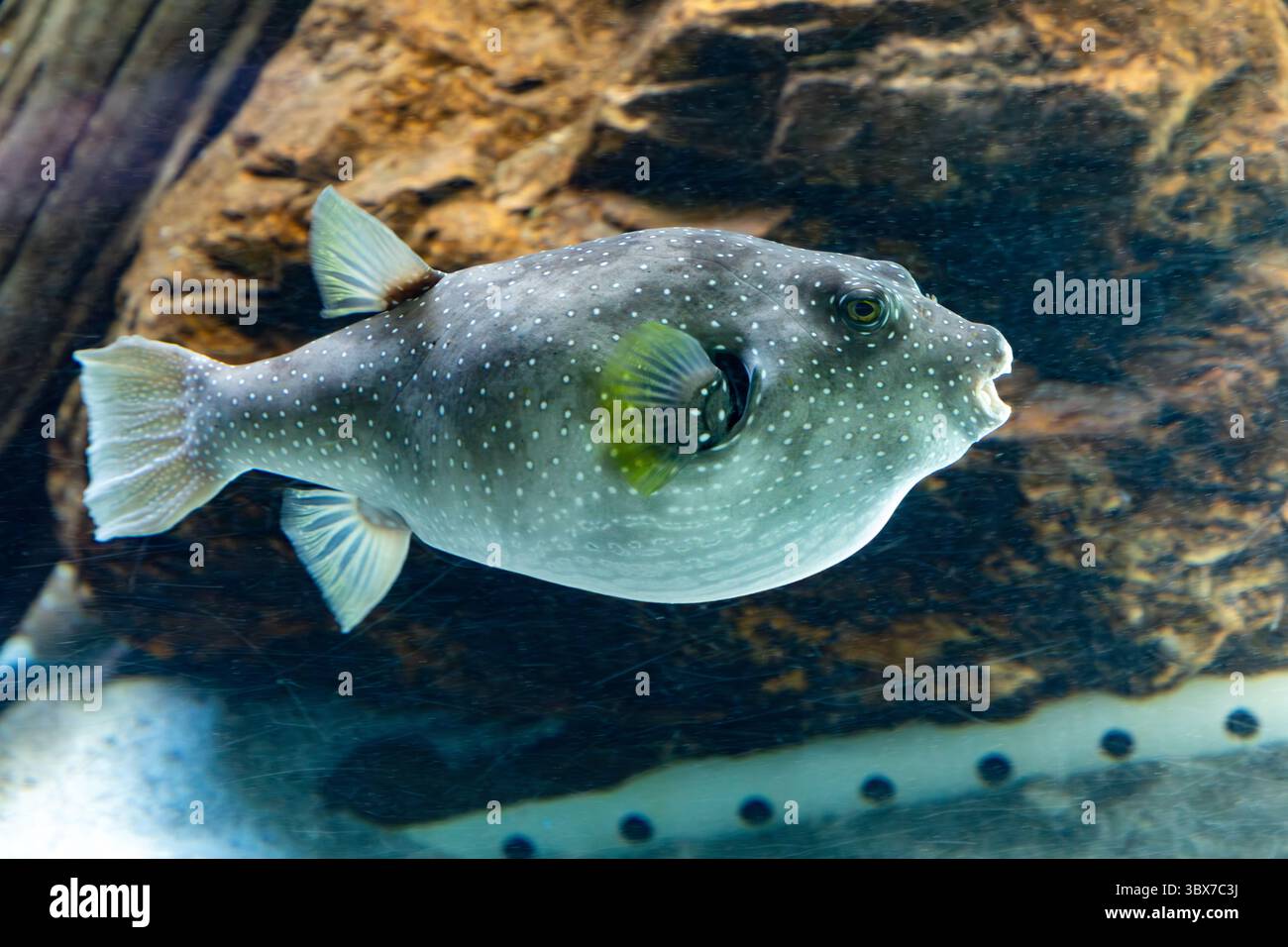 Teniform Fish estuarine fish of the order Tetraodontiformes. estuarine fish of the ...