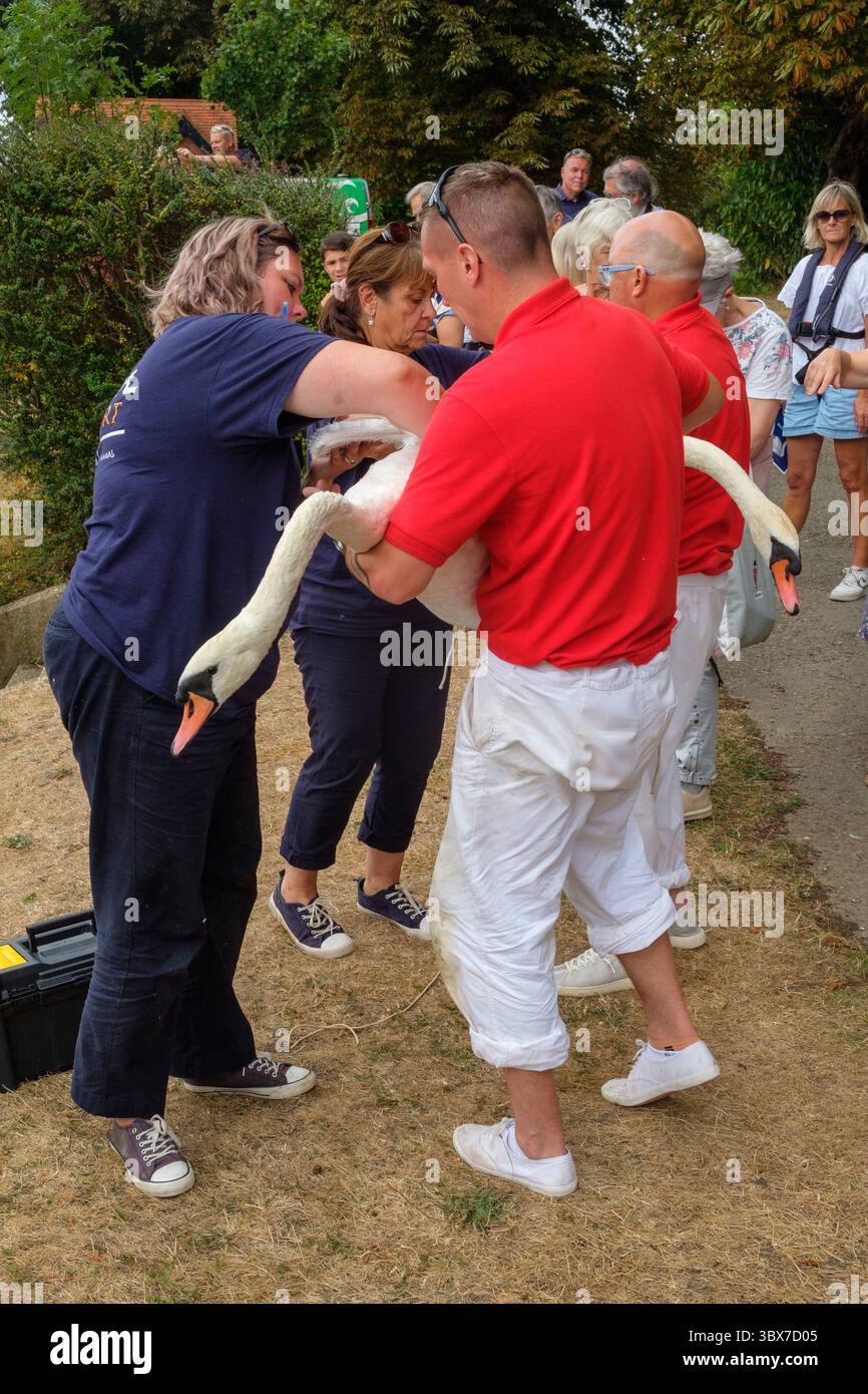 The 2025  annual ceremony of swan-upping on the River Thames Stock Photo