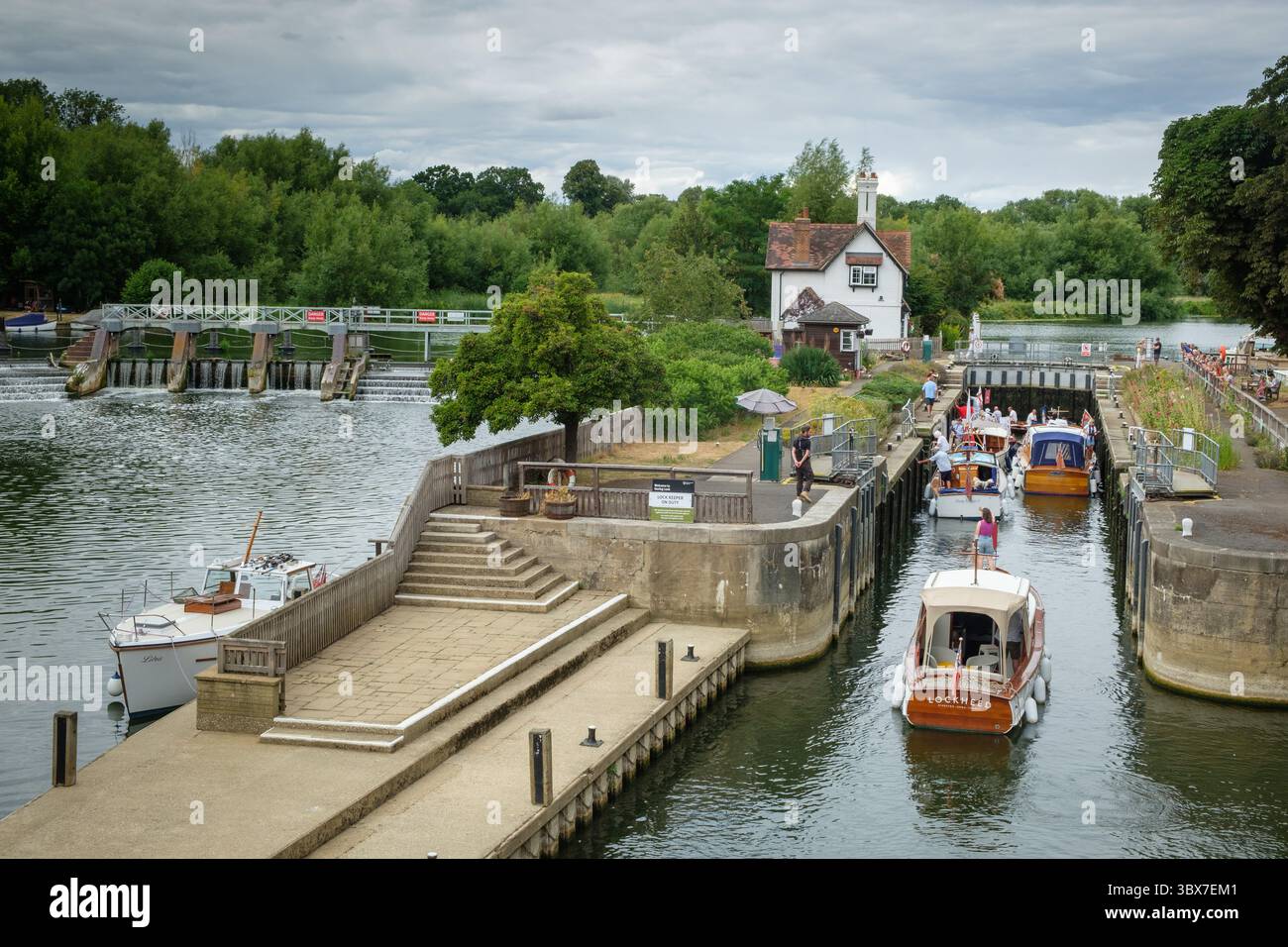 The 2025  annual ceremony of swan-upping on the River Thames Stock Photo