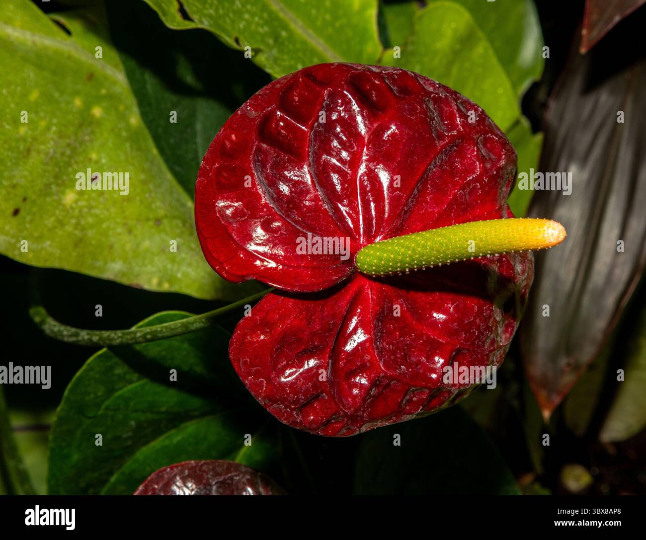 Anthurium bud hi-res stock photography and images - Alamy