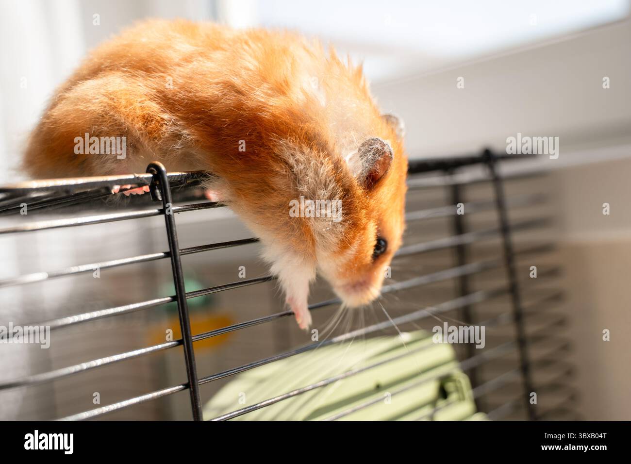 Hamster Cage Pet: Ginger hamster escapes metal cage near window on a ... - Hamster Cage Anti Escape Technology