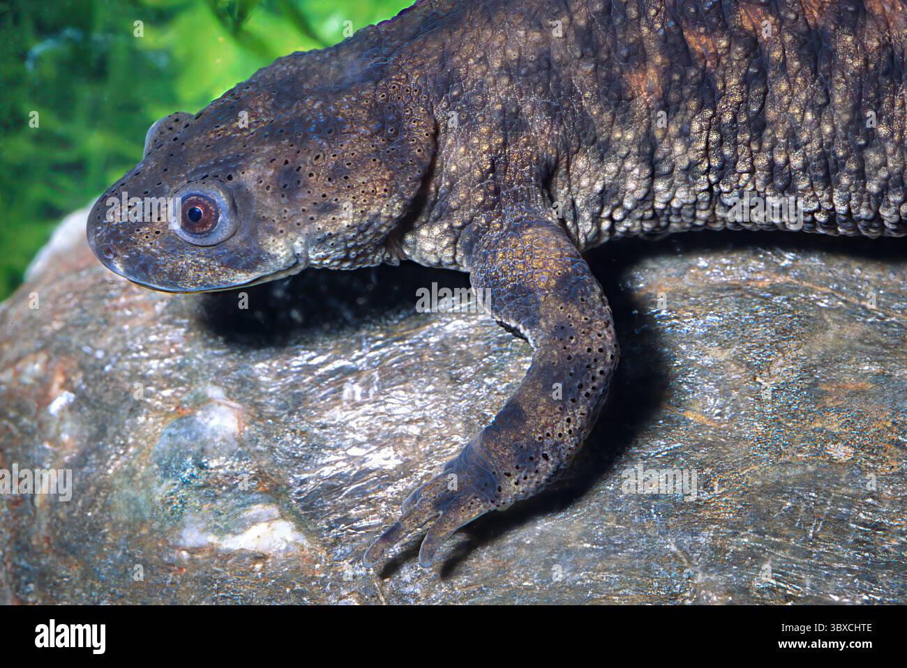 iberian-ribbed-newt-spanish-ribbed-newt-pleurodeles-waltl