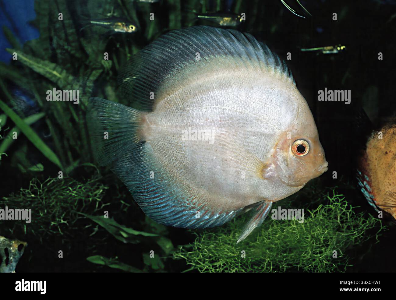 Blue Discus, Symphysodon aequifasciatus "Blue Diamond", Cichlidae Stock Photo