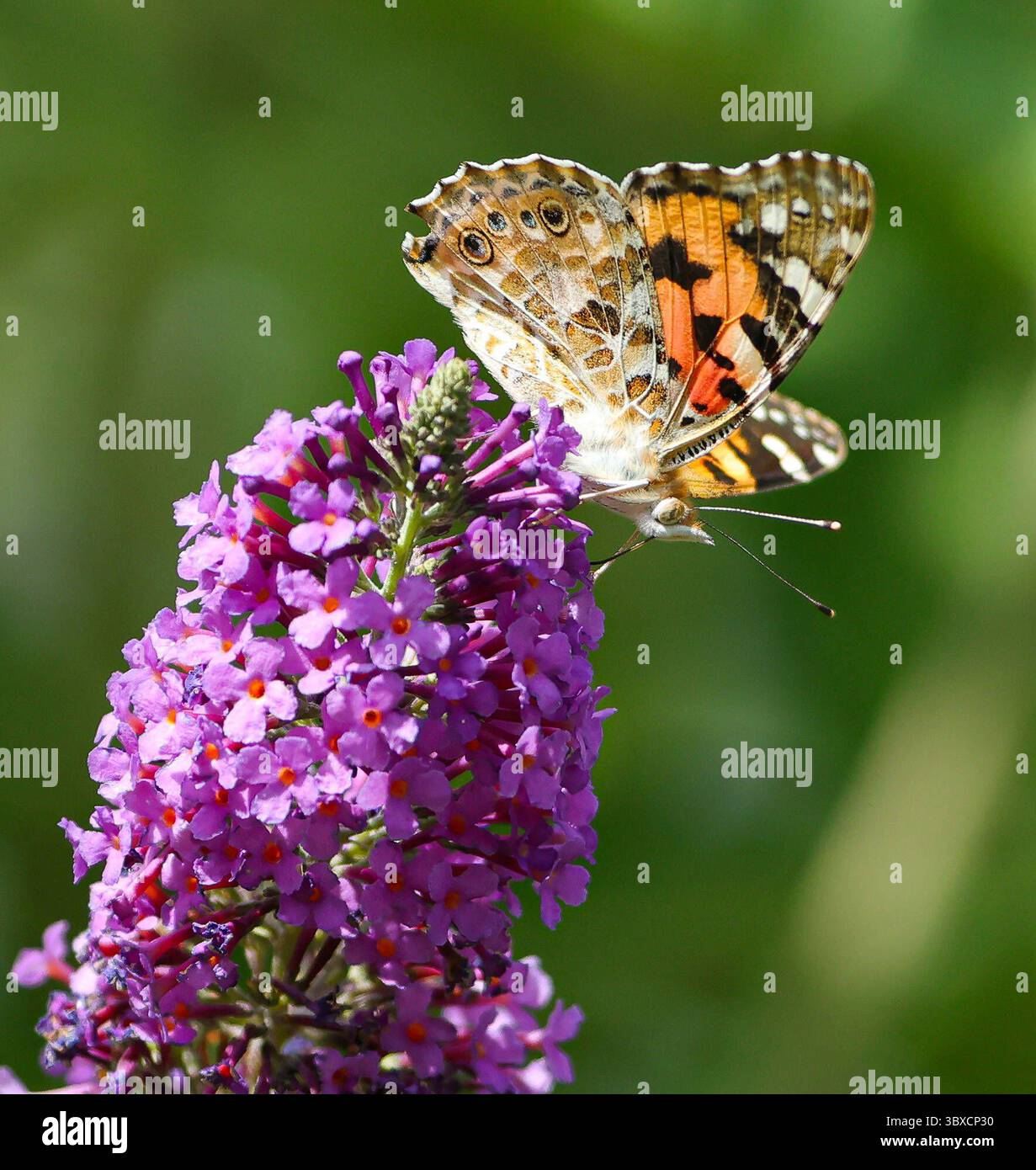 18 07 2025 Insekten Und Tierwelt Im Garten Muenchen Im Bild 18072025 Insekten Und Tierwelt Im Garten Muenchen Im Bild Distelfalter Auf Sommerflieder 18 07 2025 Insects And Wildlife In The Garden In Munich In The Picture Thistle Butterfly On Summer Lilacs 3BXCP30