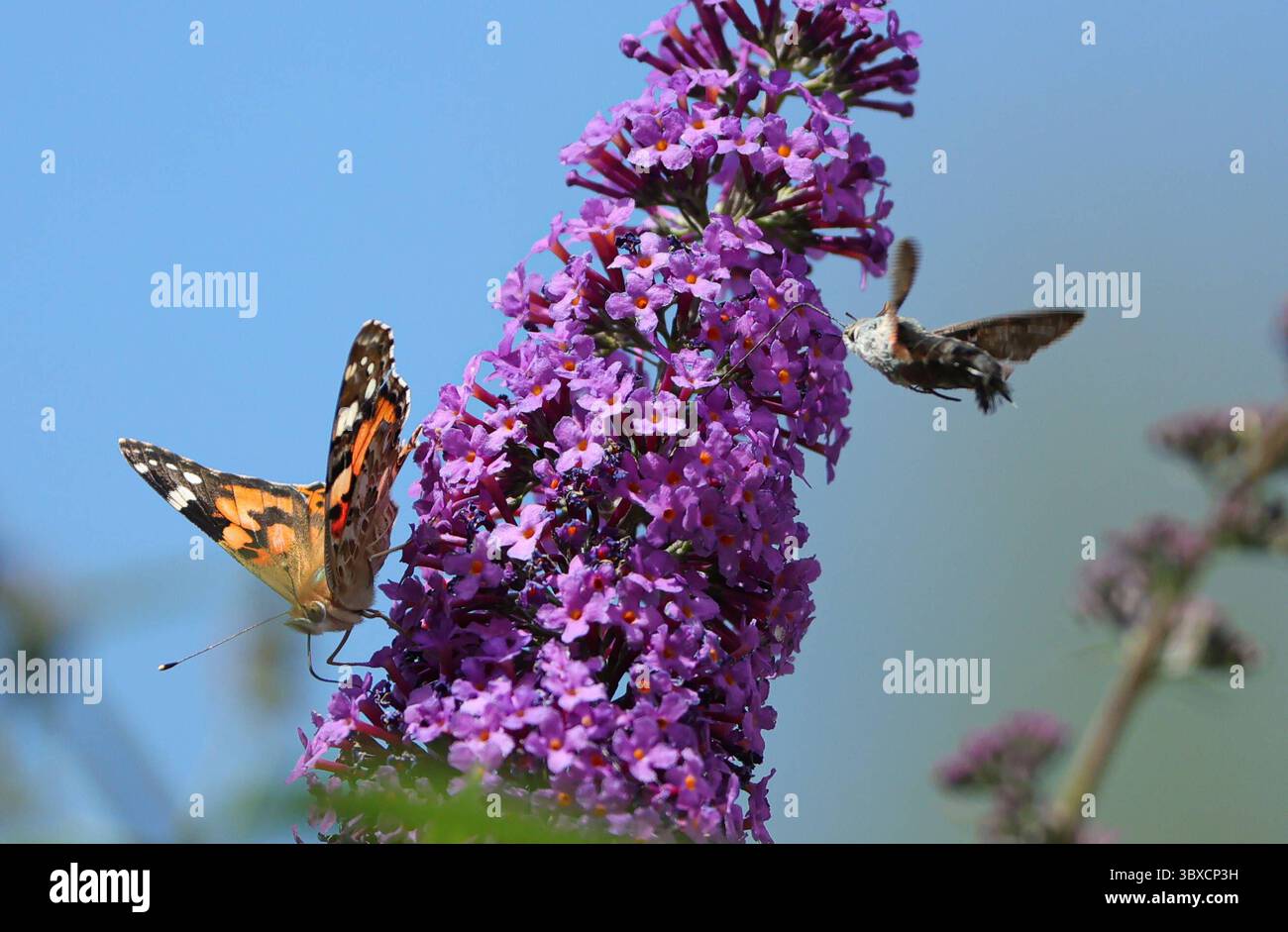 18 07 2025 Insekten Und Tierwelt Im Garten Muenchen Im Bild 18072025 Insekten Und Tierwelt Im Garten Muenchen Im Bild Distelfalter Und Taubenschwaenzchen 18 07 2025 Insects And Wildlife In The Garden In Munich In The Picture Thistle Butterfly And Pigeon Fritillary 3BXCP3H