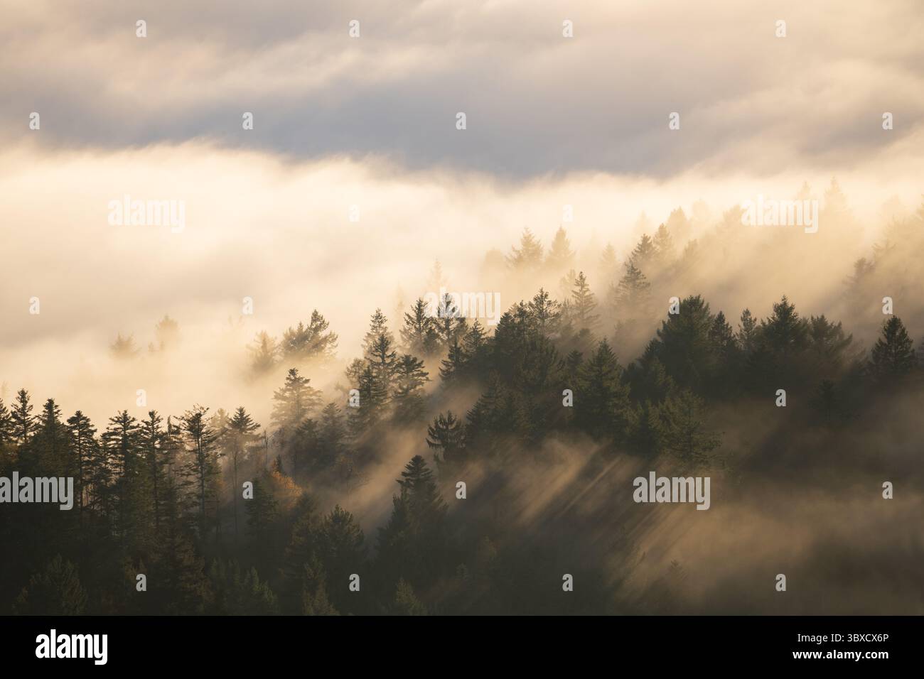 Nebelmeer im Schwarzwald Stock Photo