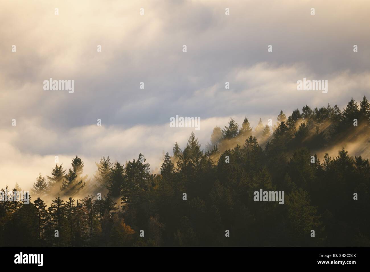 Nebelmeer im Schwarzwald Stock Photo