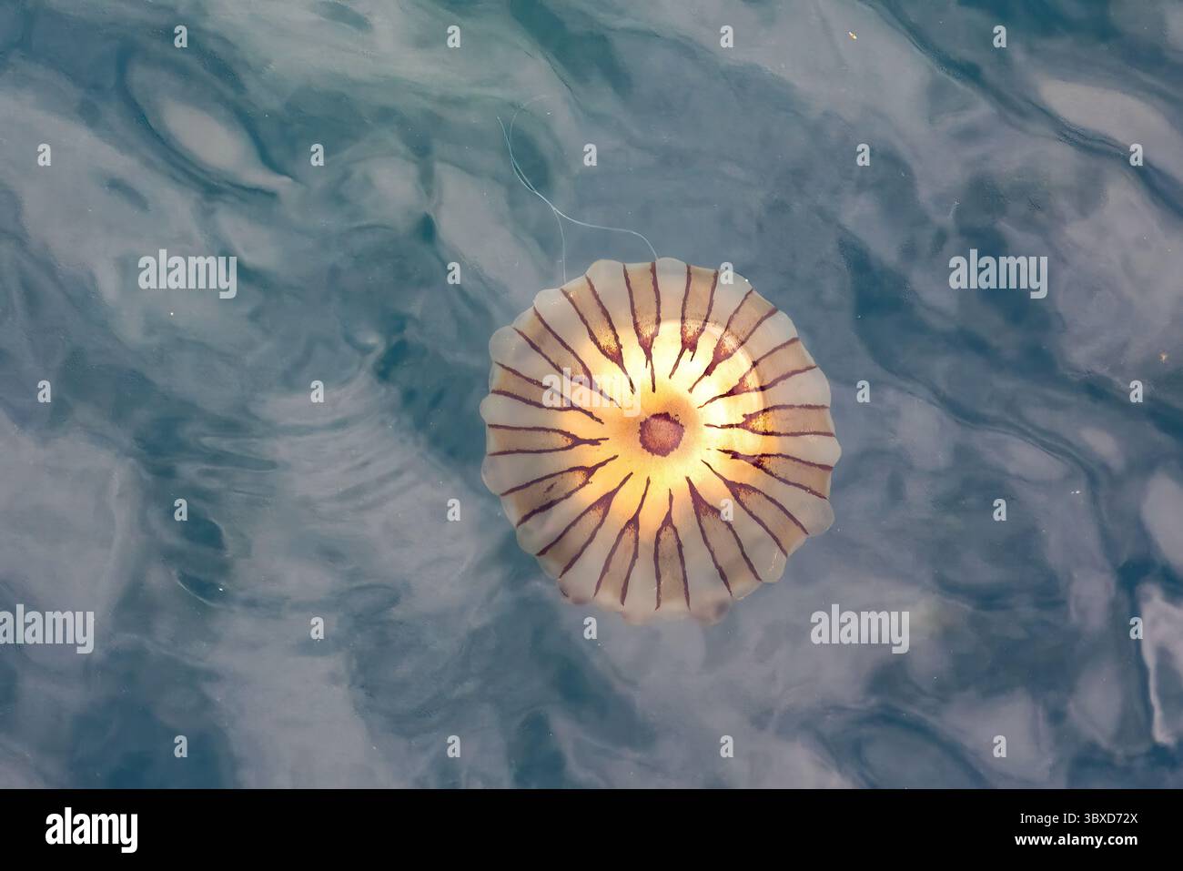 Compass Jellyfish, Chrysaora hysoscella at Axmouth, Devon, England Stock Photo