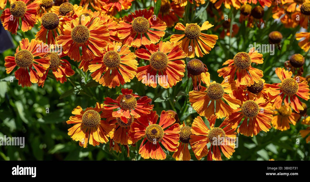 Helenium Waltraut, Sneezeweed at RHS Gardens, Wisley Stock Photo