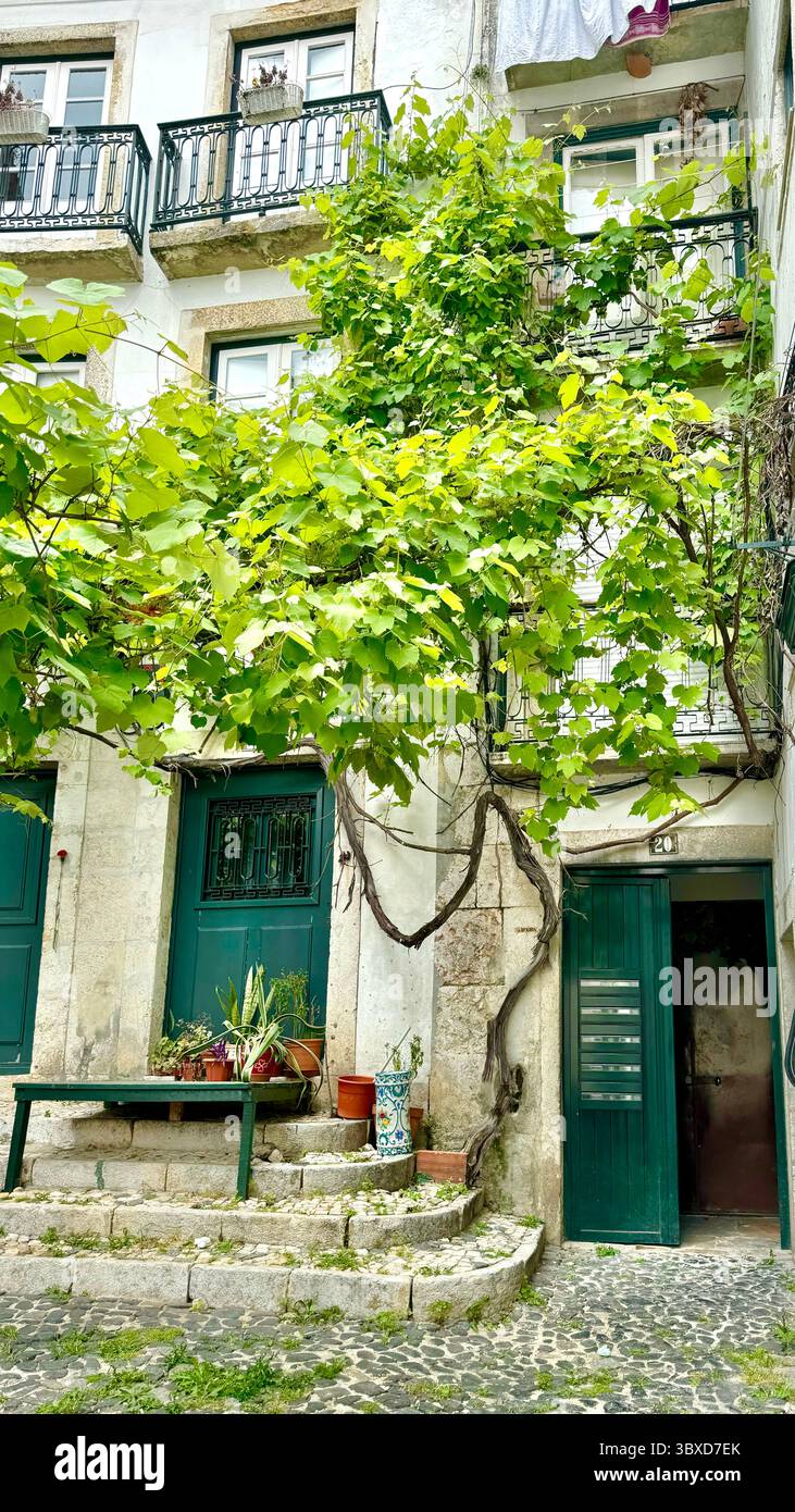 Grapevine growing in a courtyard in Aflame district of Lisbon Portugal - Smartphone Captured Stock Image