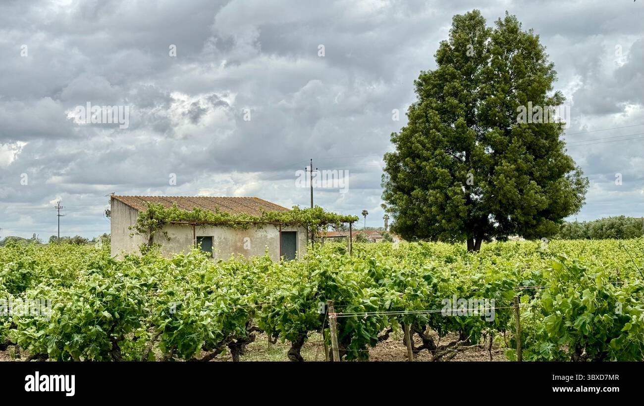 A vineyard in Valada region og Portugal - Smartphone Captured Stock Image