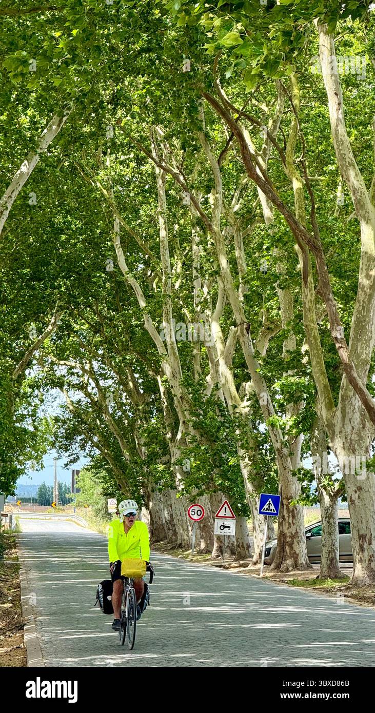 Male cyclist on vacation cycling along a London plane tree lined road in Portugal - Smartphone Captured Stock Image