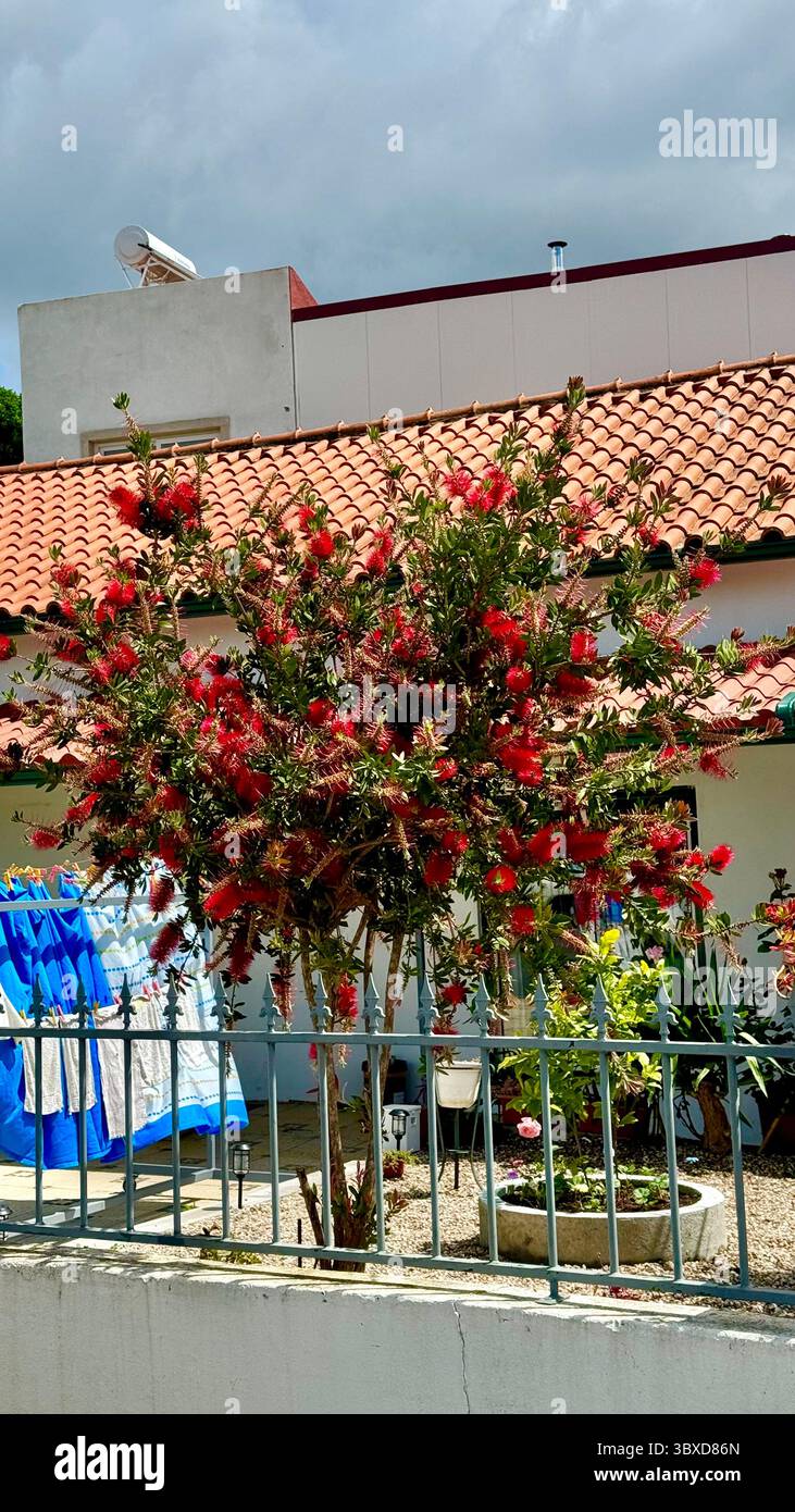 Callistemon Melaleuca citrina, the common Australian Bottlebrush shrub growing in a garden in Portugal. - Smartphone Captured Stock Image