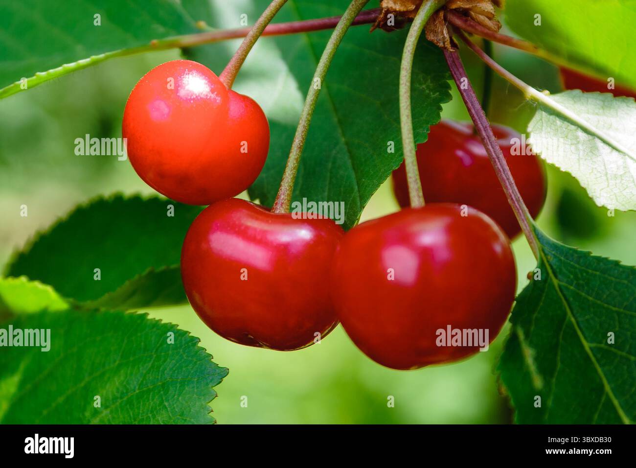 delicious red cherries in the countryside garden. fresh organic cherry in summer. ripe sweet fruit among green leaves on the branch. raw juicy food fu Stock Photo