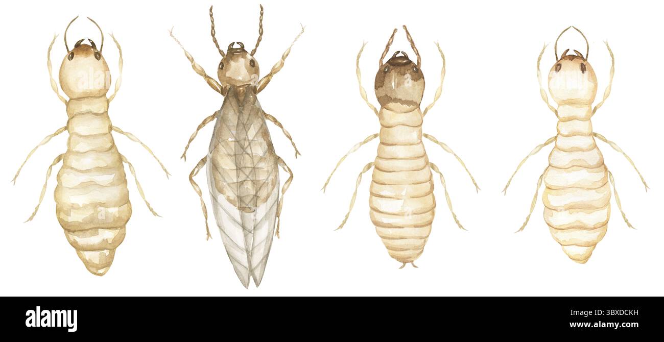 Watercolor illustration set of termites, insects educational clipart, wild nature print Stock Photo