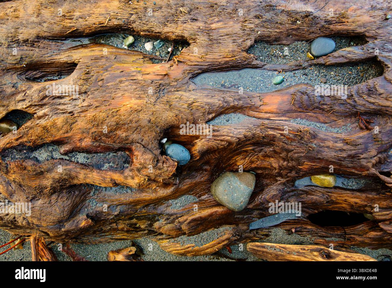 Rocks embedded in beach driftwood, layers of smoothed worn knotted wood ...
