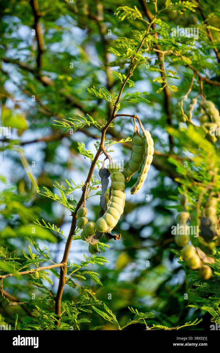 Gum arabic acacia senegal hi-res stock photography and images - Alamy