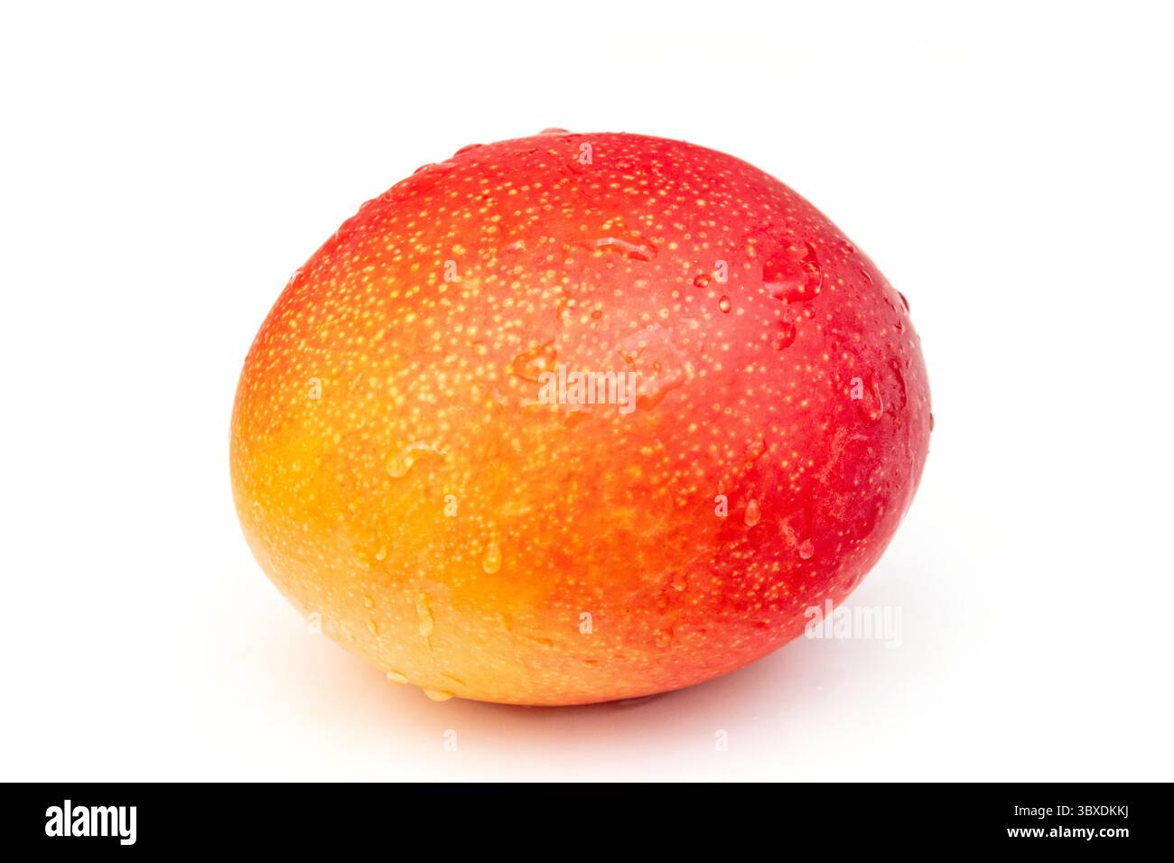 Peruvian Kent mango isolated on a white studio background. Stock Photo