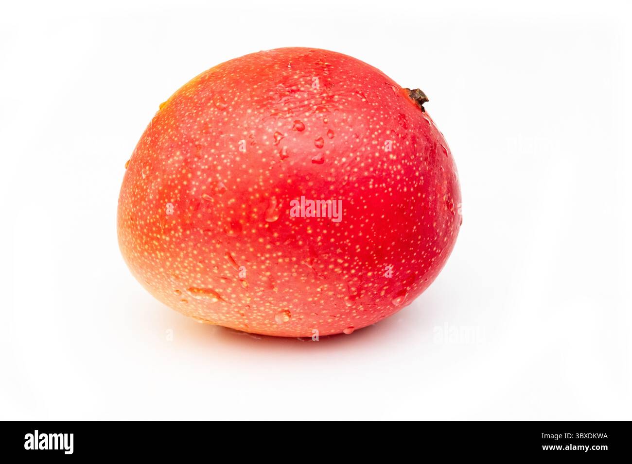 Peruvian Kent mango isolated on a white studio background. Stock Photo